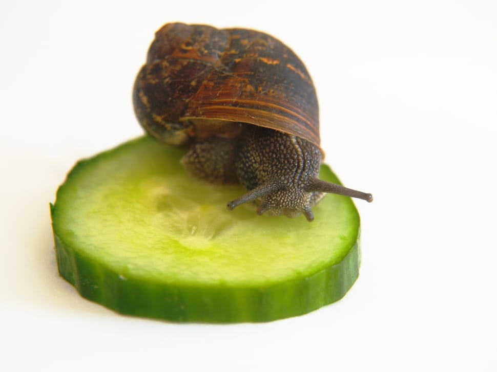 Snail, Animal, Shell, Nature, Cucumber, green color, one animal preview