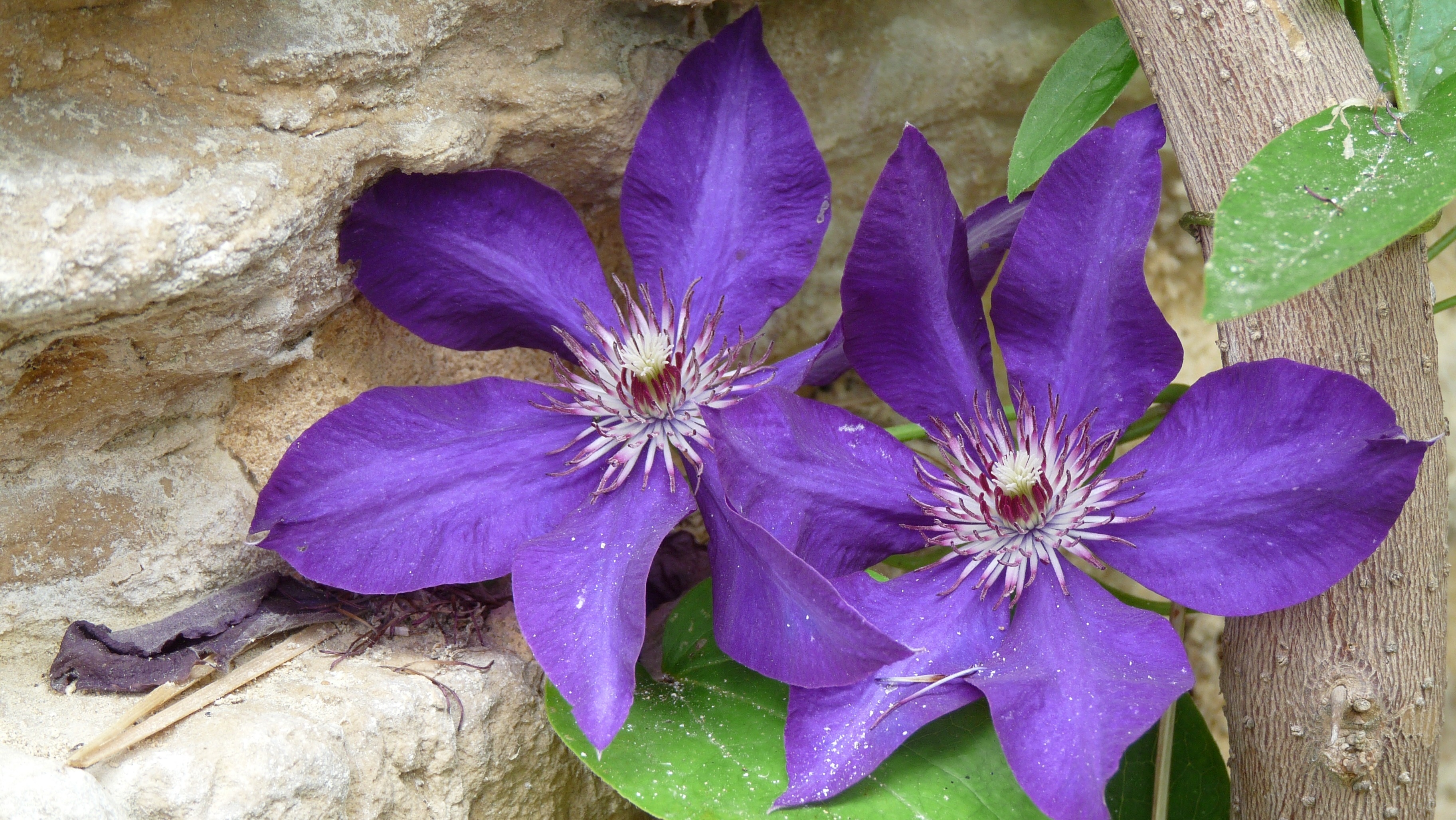 2 purple flowers