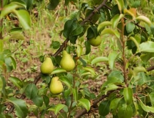 Pears, Vegetable Garden, Harvest, Dacha, fruit, green color thumbnail