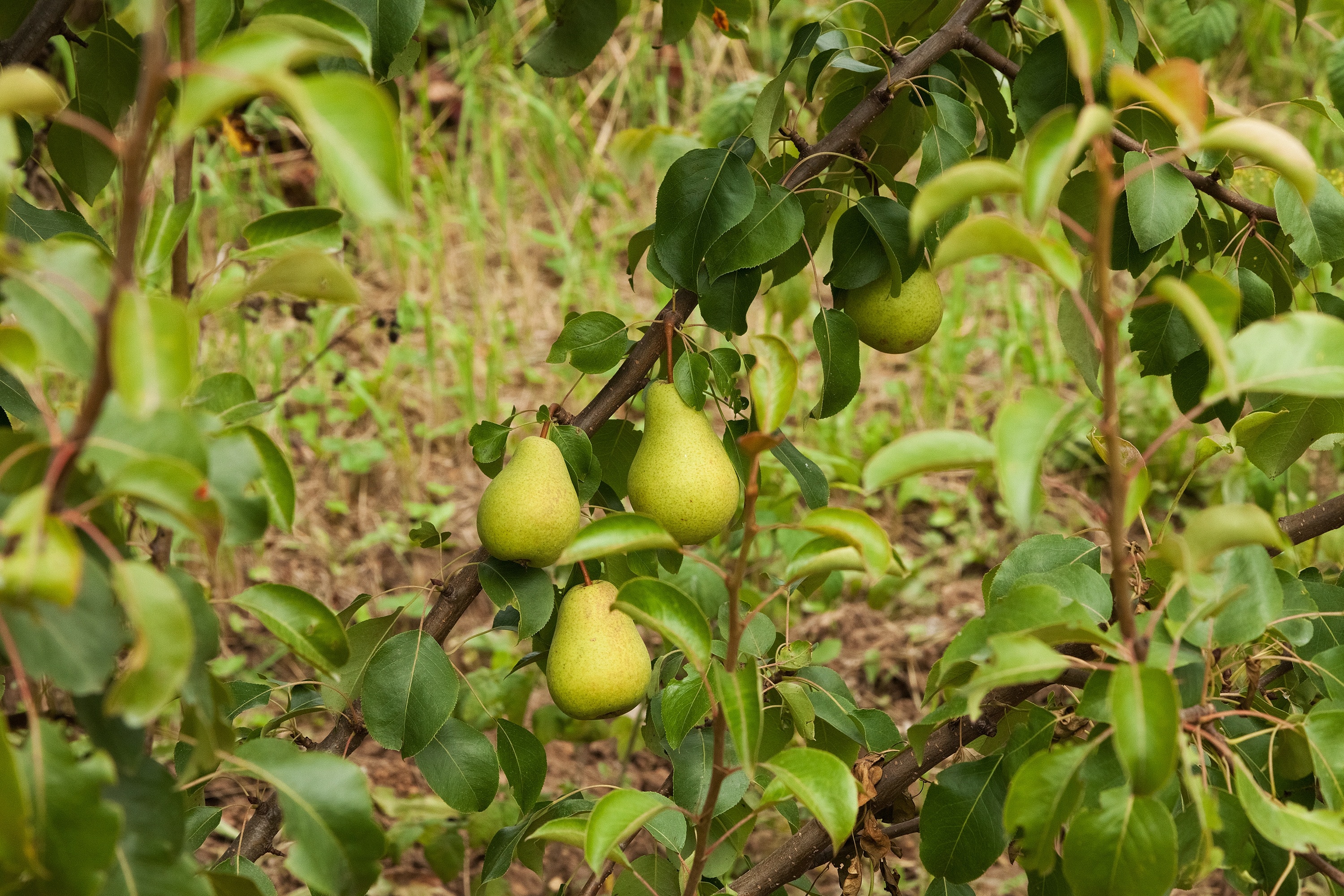 Pears, Vegetable Garden, Harvest, Dacha, fruit, green color
