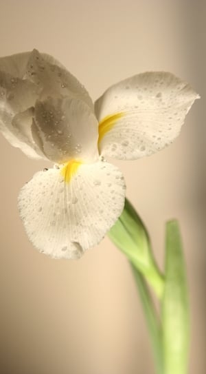 close up photography of a white petaled flower in bloom with dew drops thumbnail