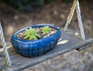 Japan Wind, Small Fresh, Potted Plants, no people, bowl thumbnail