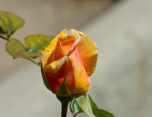 orange yellow and pink flower thumbnail