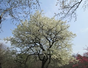 low angle photography of cherry blossom thumbnail