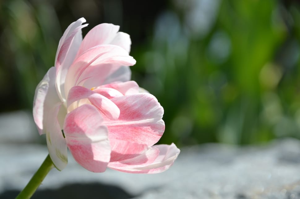 white and pink petal flower preview