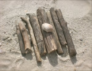 drift wood branched and seashell near sand dunes thumbnail