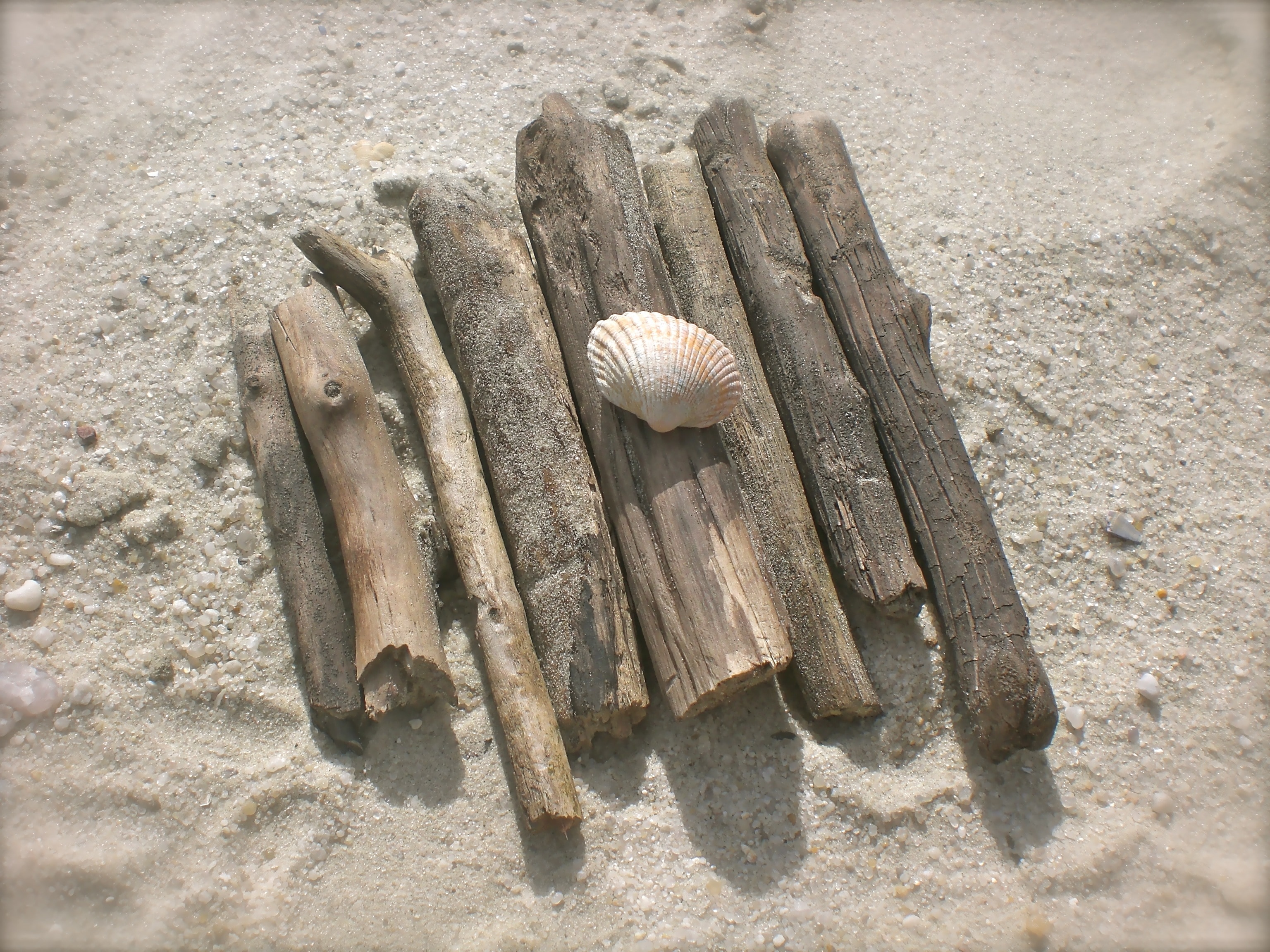 drift wood branched and seashell near sand dunes