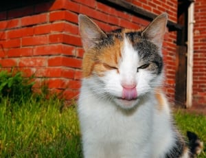 white orange and lack short coated cat thumbnail