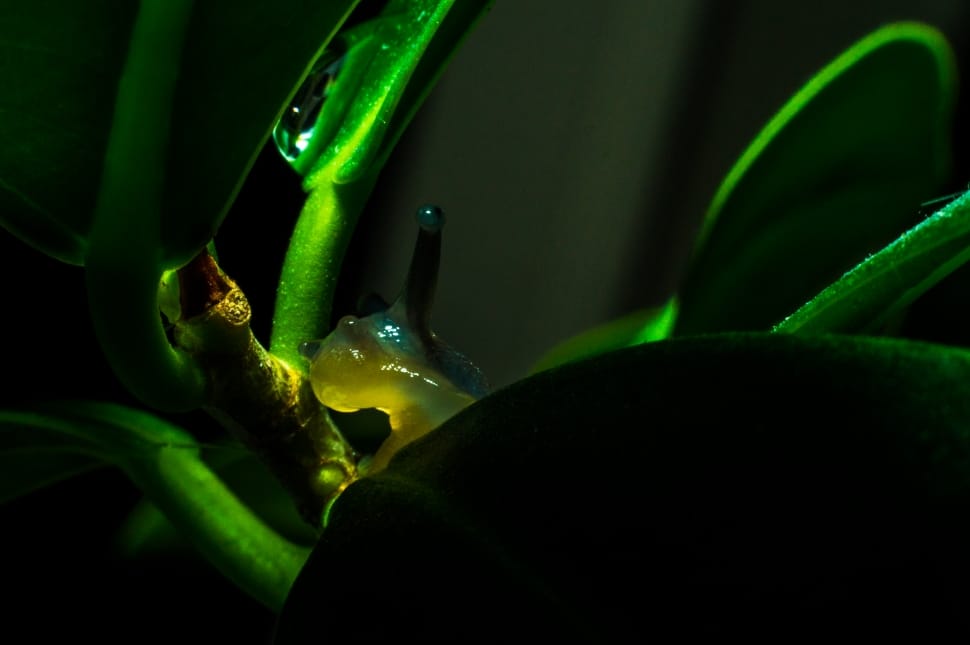 micro photography of green insect preview