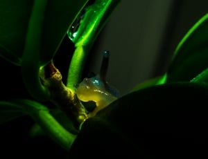 micro photography of green insect thumbnail