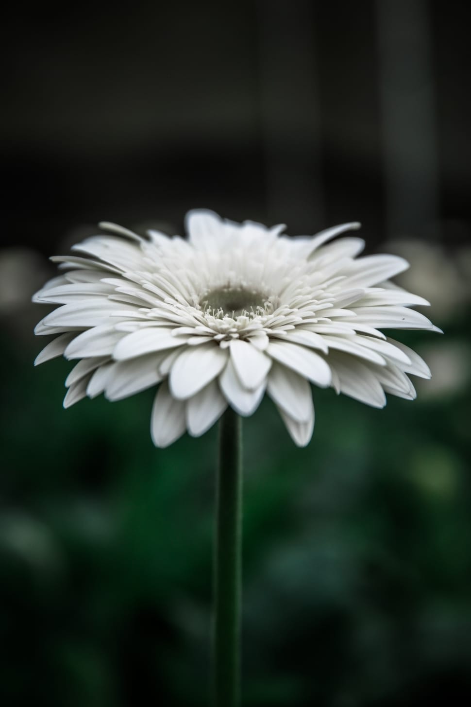 white clustered flower preview