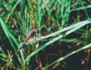 brown and black dragonfly perched on green grass thumbnail