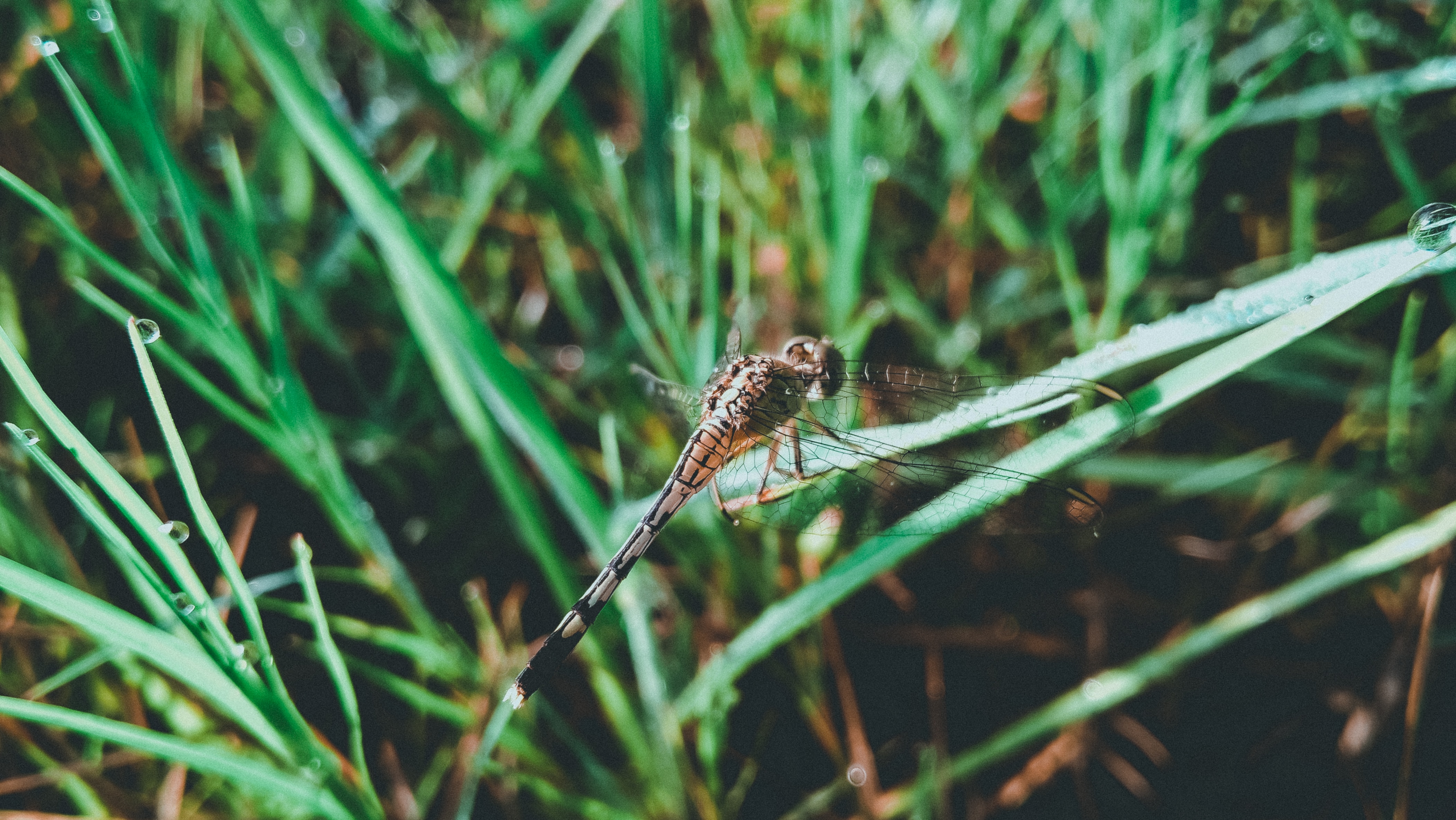 brown and black dragonfly perched on green grass