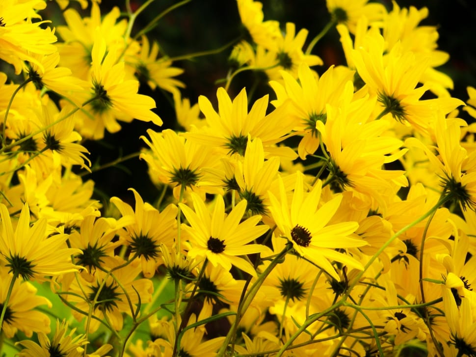 yellow petaled flowers preview