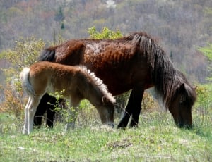 2 brown ponies thumbnail