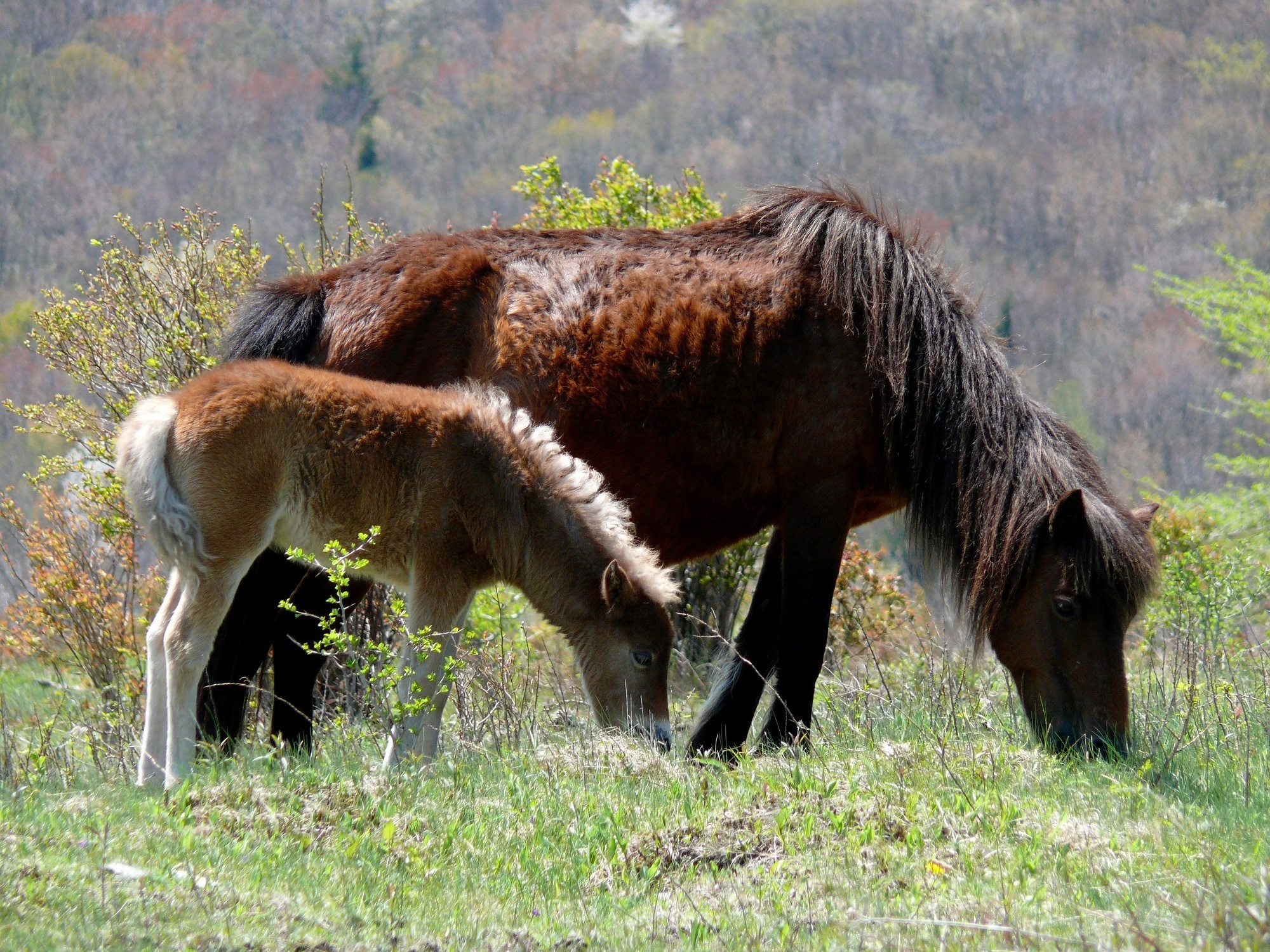 2 brown ponies