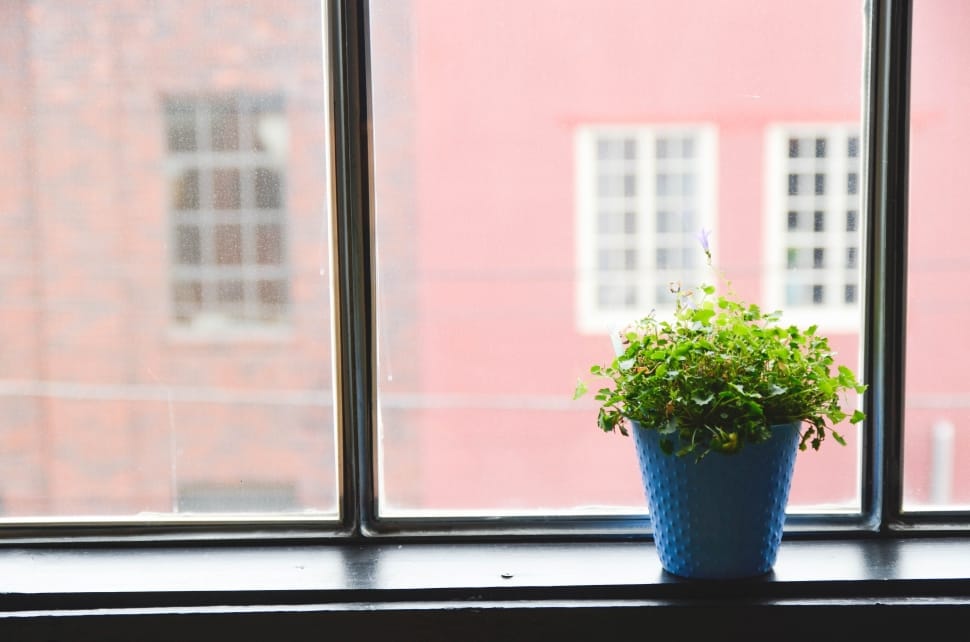 green grass plant in blue vase near window preview