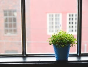 green grass plant in blue vase near window thumbnail