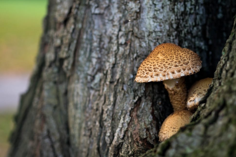 mushroom growing in tree preview