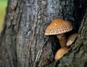 mushroom growing in tree thumbnail