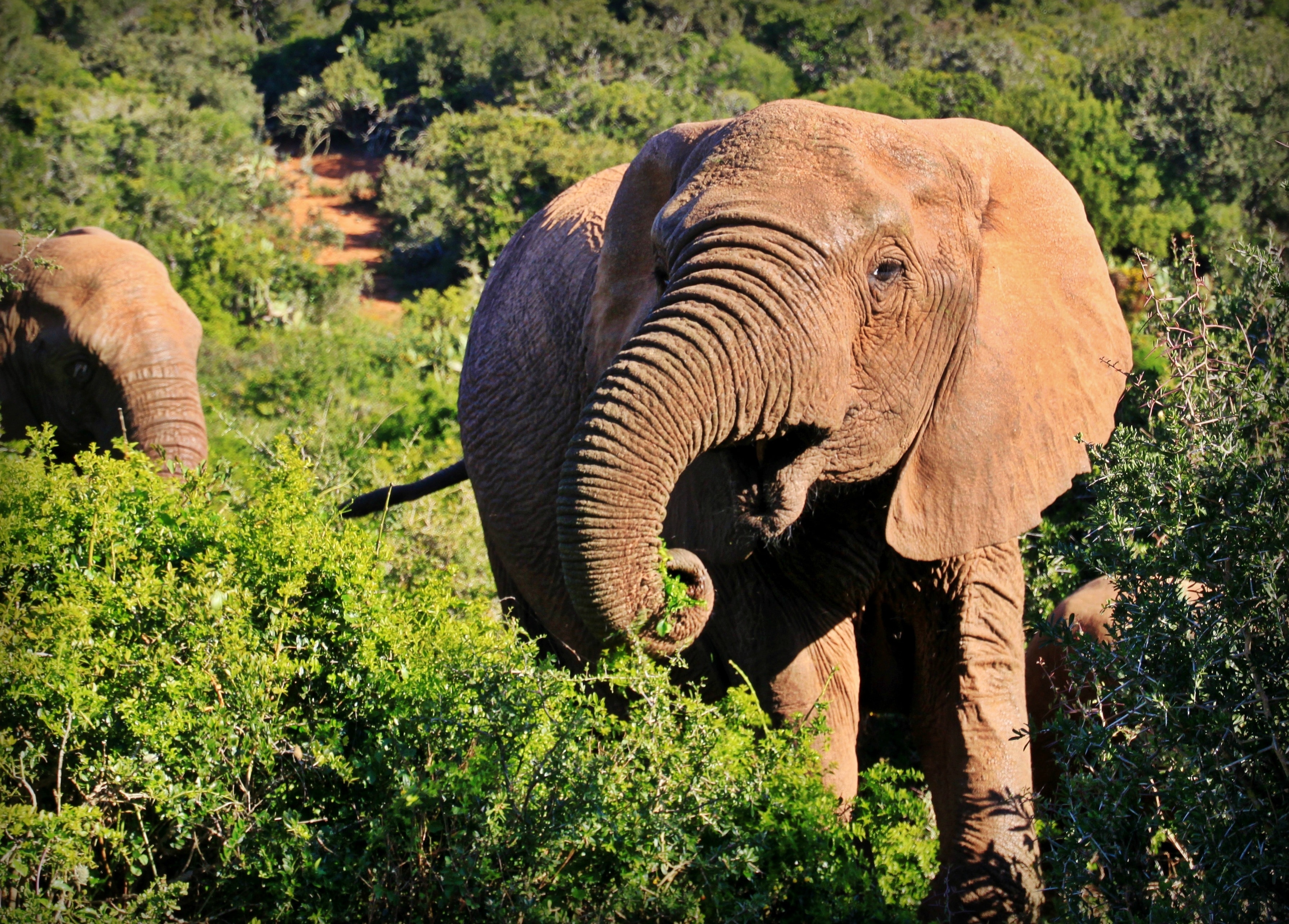 Сколько диких слонов. Саванный Африканский слон Африки. Африканский саванный слон. Животные саванны Африканский слон. 4. Африканский саванный слон.