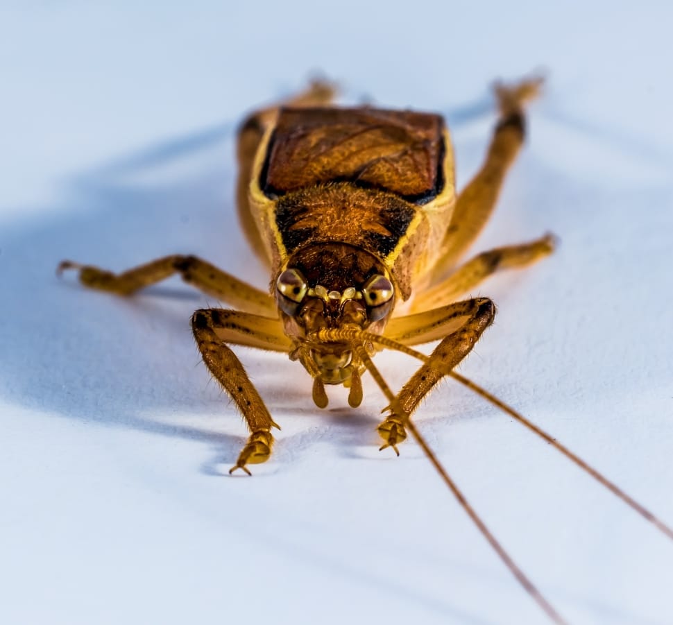 photo of brown insect preview