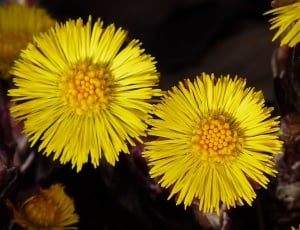 two yellow cluster flowers thumbnail