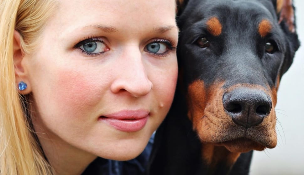 black and tan beauceron preview