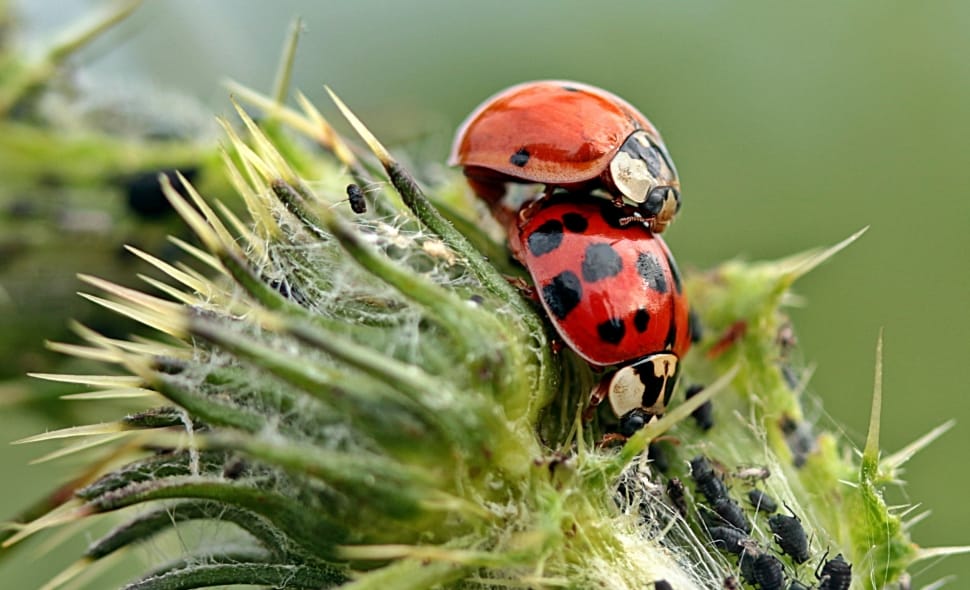 2 ladybugs preview