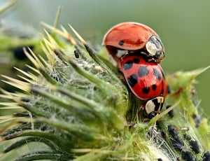 2 ladybugs thumbnail