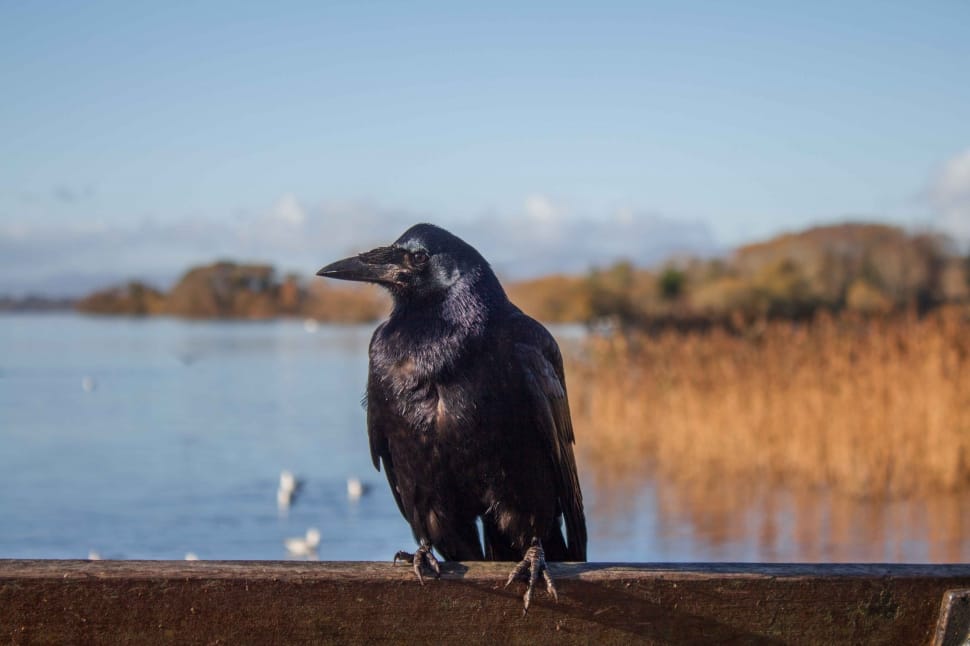 crow bird preview