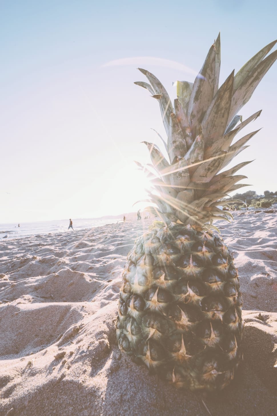 pineapple on seashore during daytime preview