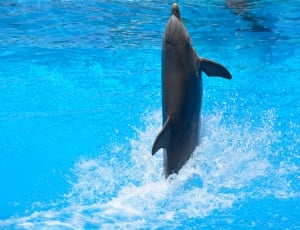 Swim, Dolphin, Jump, Blue, How, Water, dolphin, swimming thumbnail