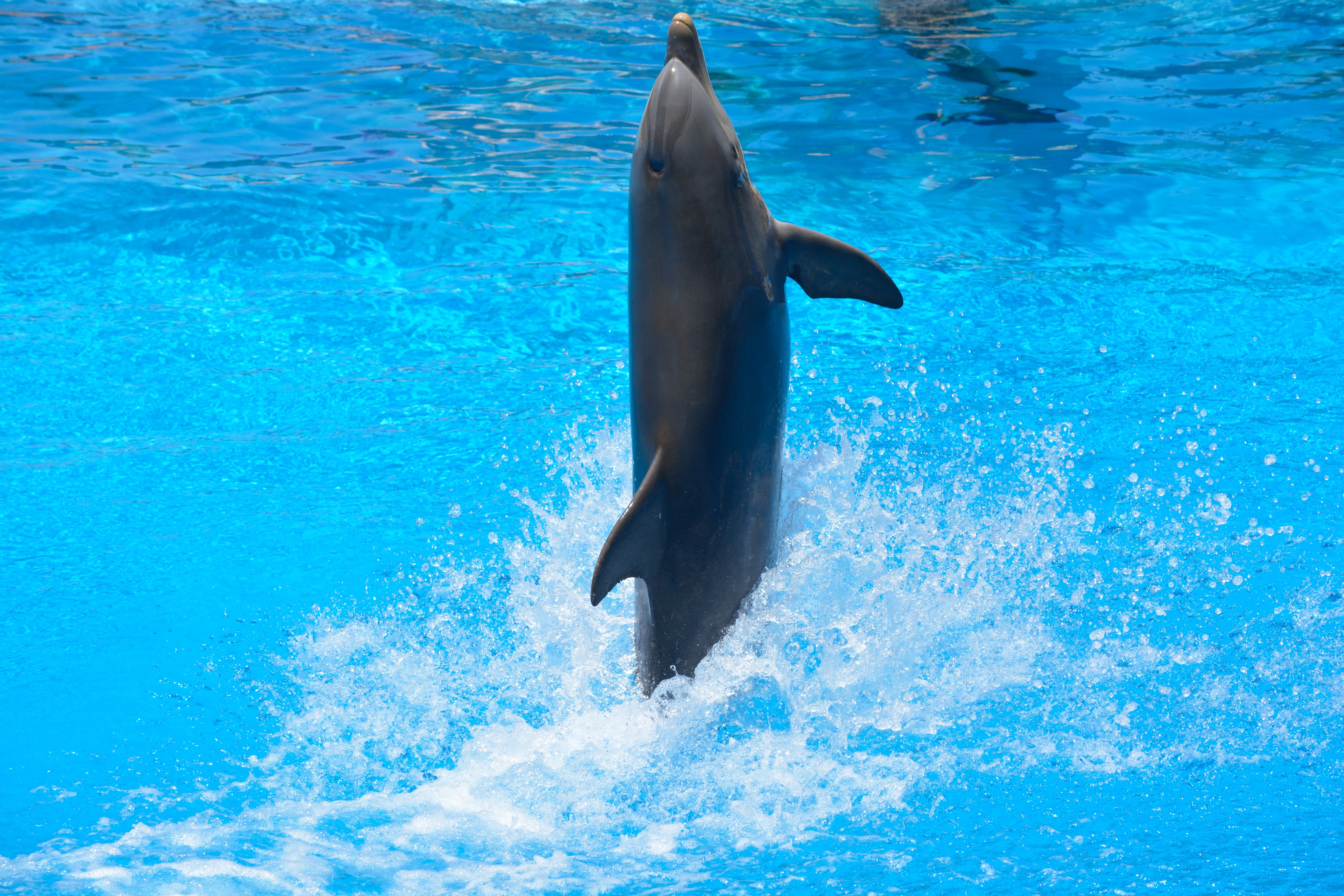 Swim, Dolphin, Jump, Blue, How, Water, dolphin, swimming