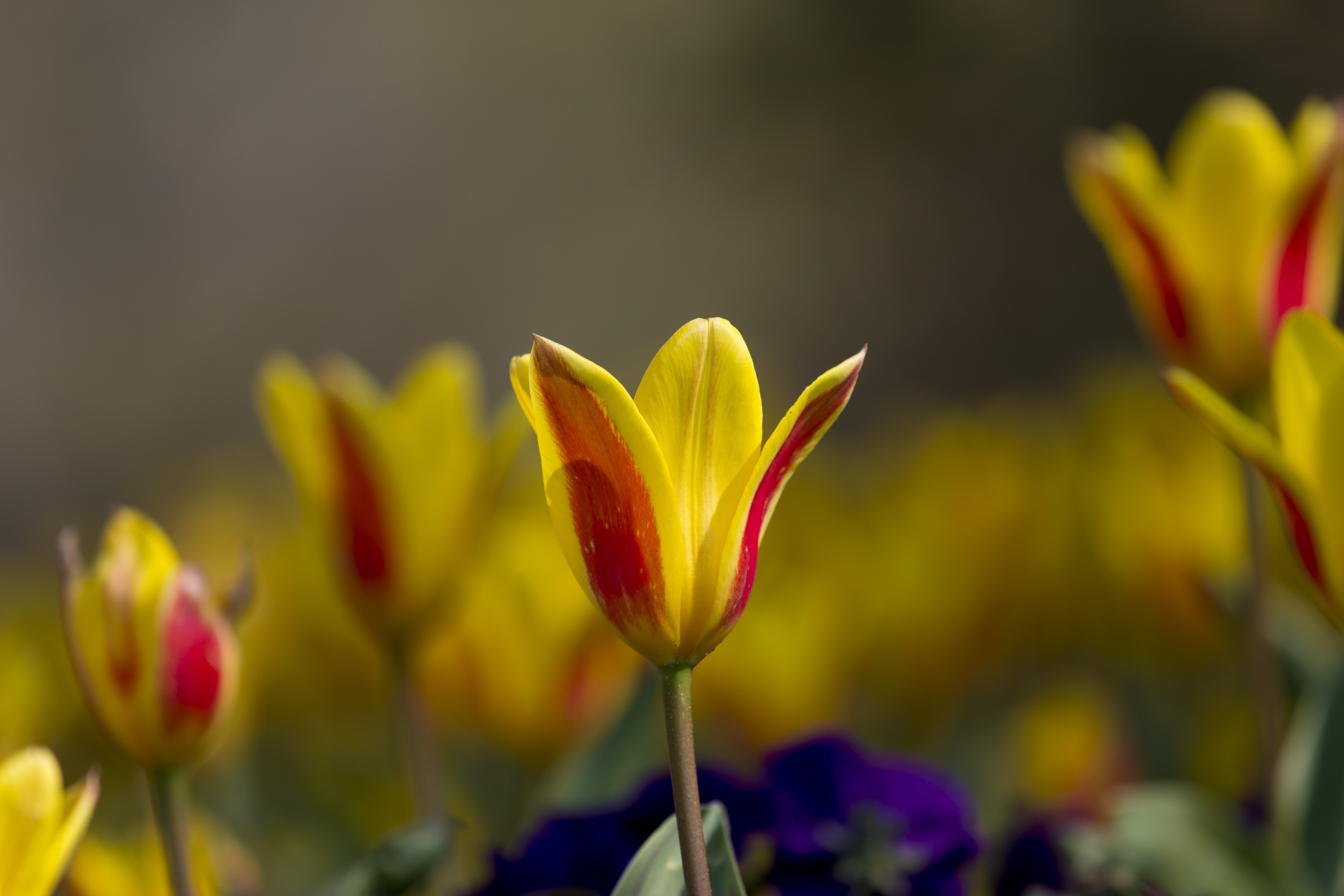 yellow and red petaled flower