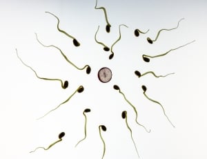 sperms illustration thumbnail