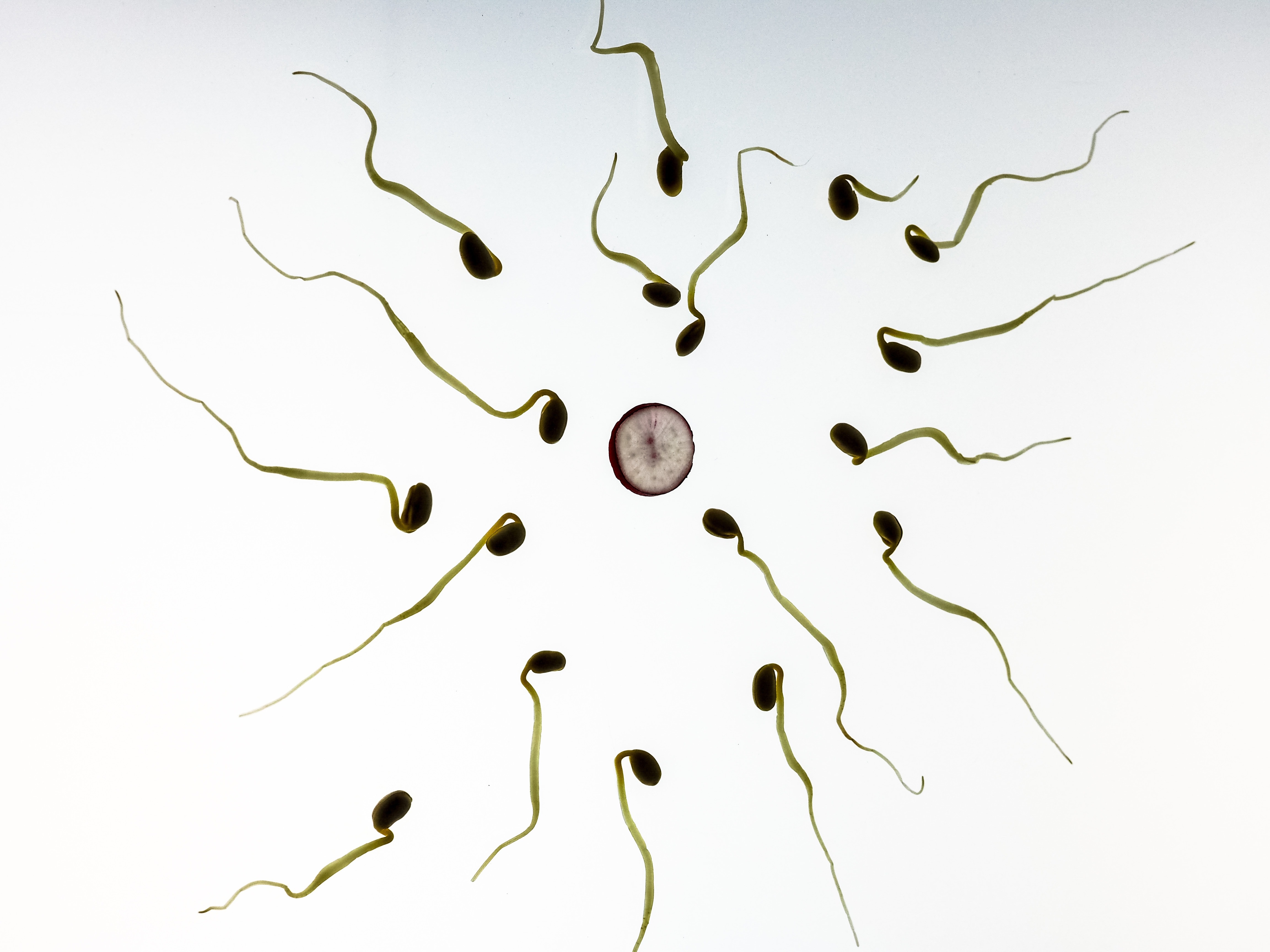 sperms illustration