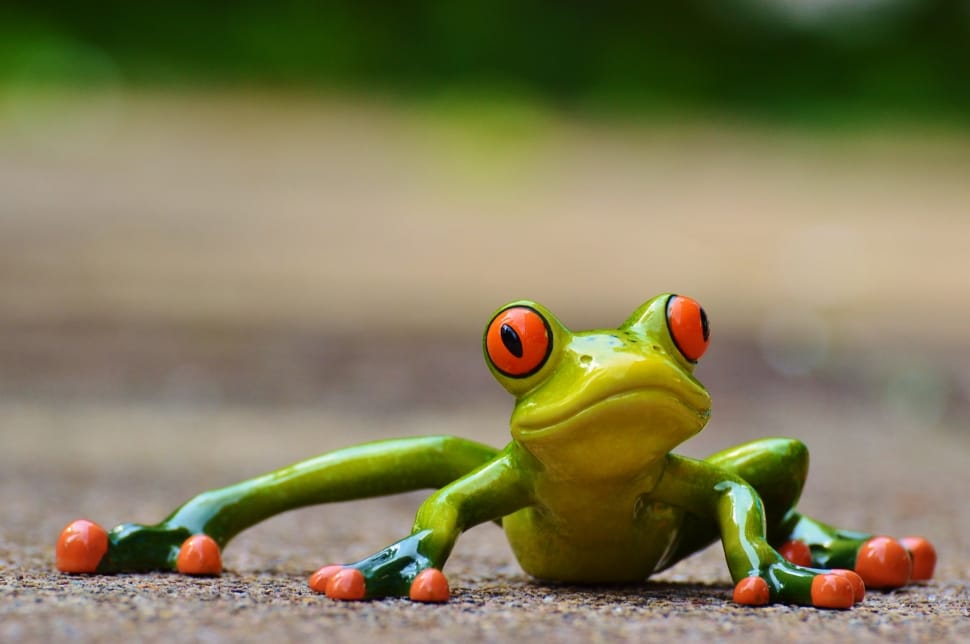 red eyed tree frog preview