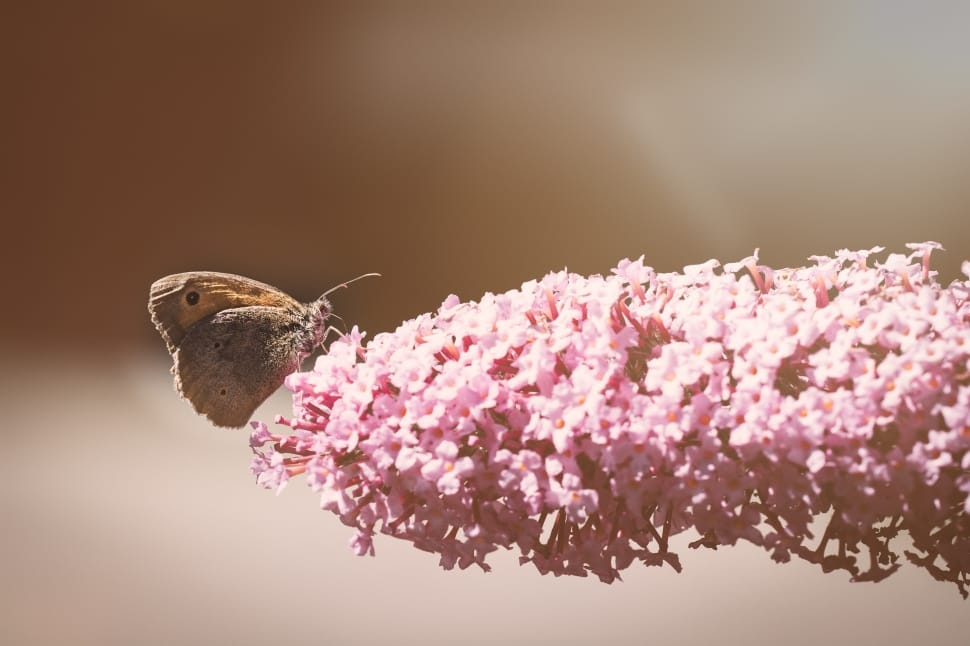 brown pansy butterfly perched on pink clustered flower preview