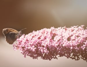 brown pansy butterfly perched on pink clustered flower thumbnail
