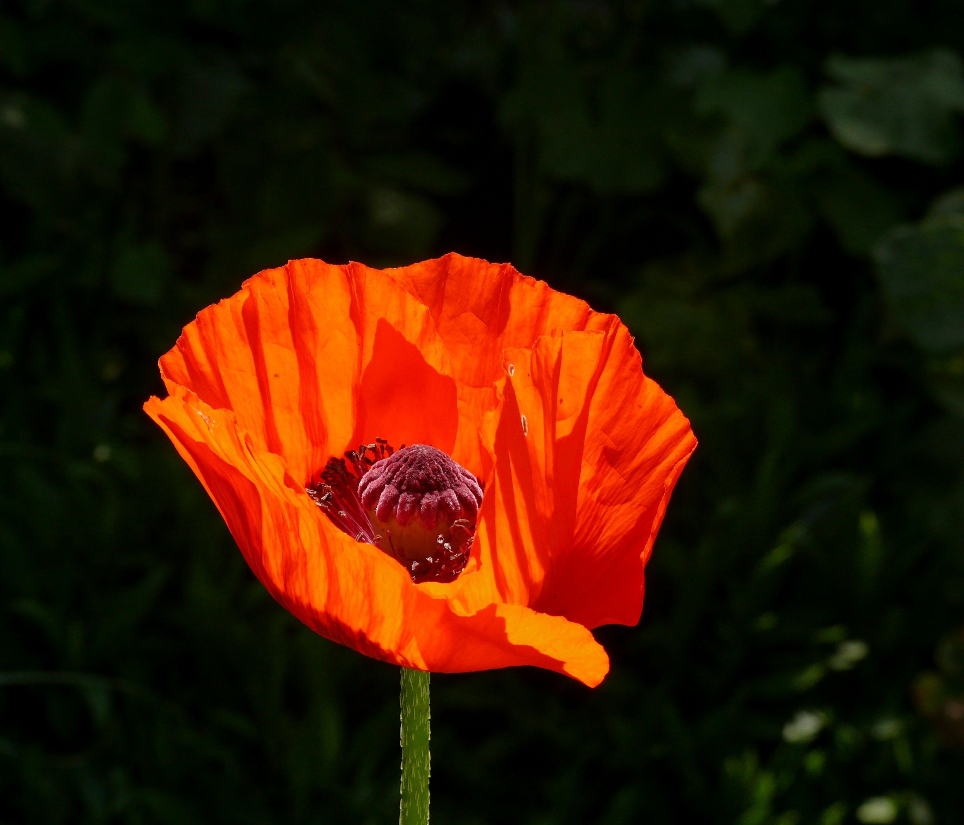 orange flower