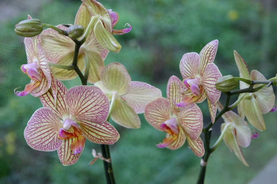 Orchid, Flower, Pink, Flowers, Orchids, flower, growth preview