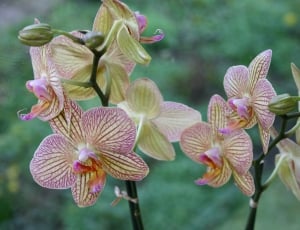 Orchid, Flower, Pink, Flowers, Orchids, flower, growth thumbnail