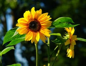 2 sunflowers thumbnail