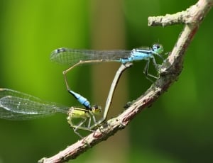 2 dragonflies thumbnail
