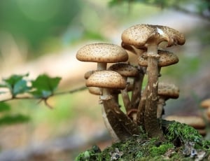 brown mushroom during daytime thumbnail