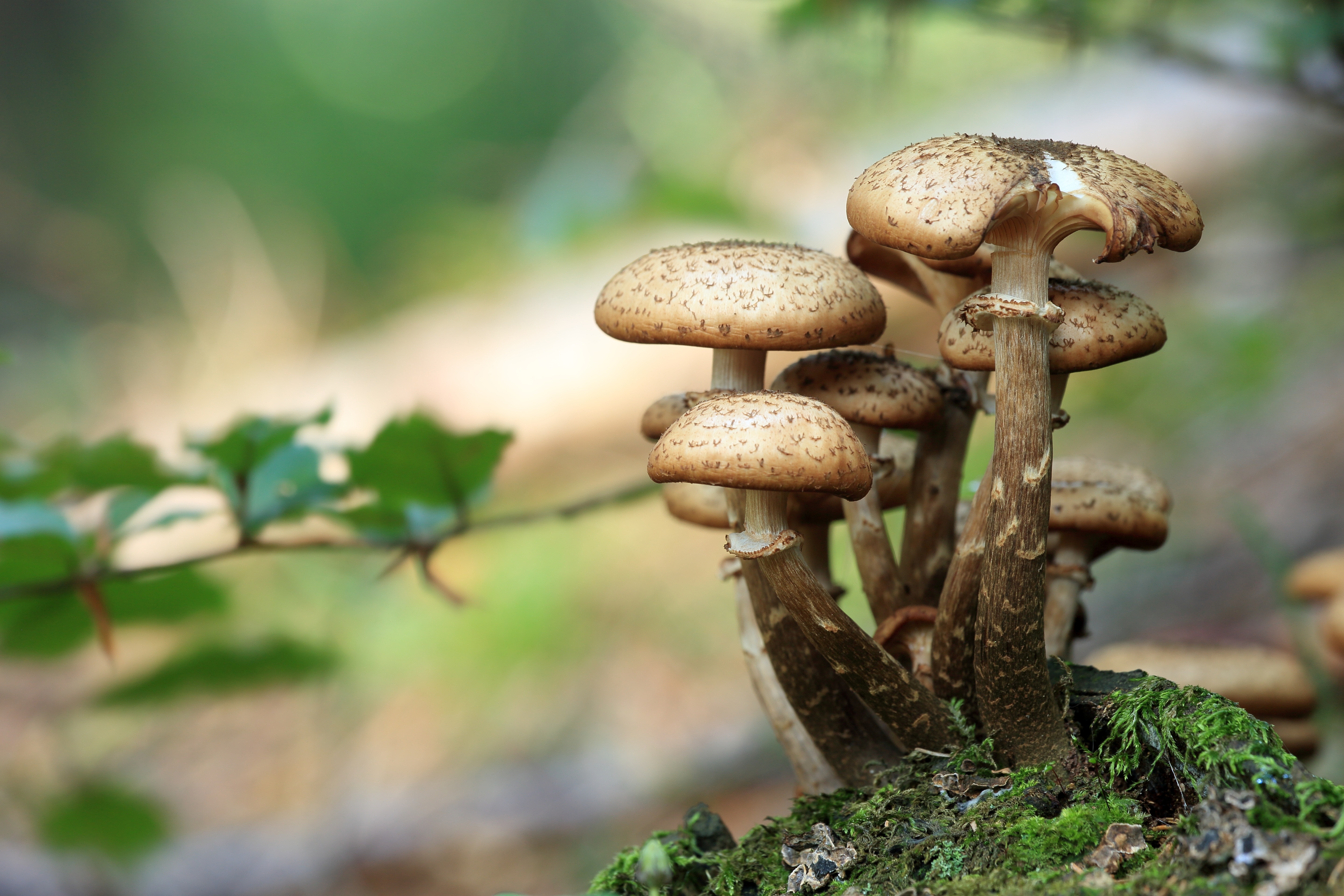 brown mushroom during daytime