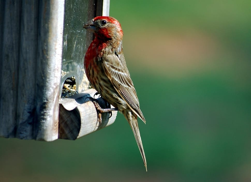 house finch preview