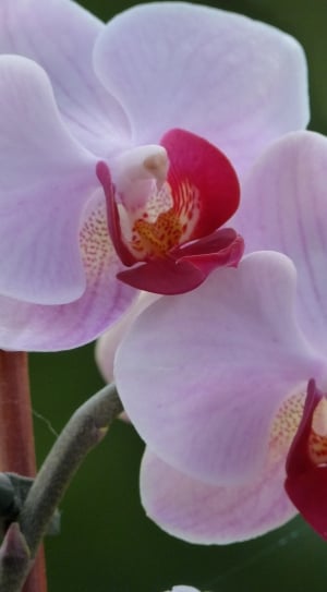 Florist, Flower, Flora, Orchid, Plant, flower, petal thumbnail