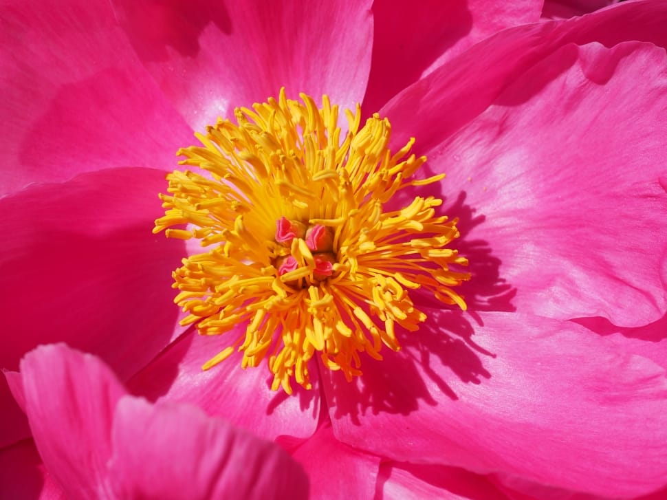 yellow-and-pink flower preview